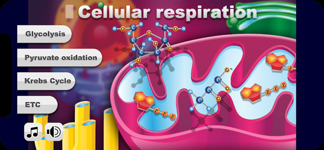 Biology Cellular Respiration L(圖1)-速報App