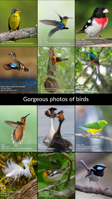 Birdseye Bird Finding Guide review screenshots