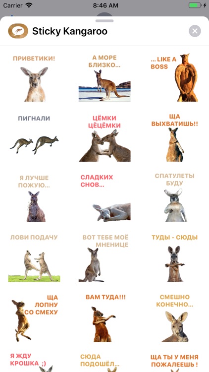 Sticky Kangaroo