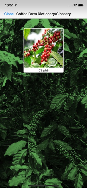 GreenCoffee(圖5)-速報App