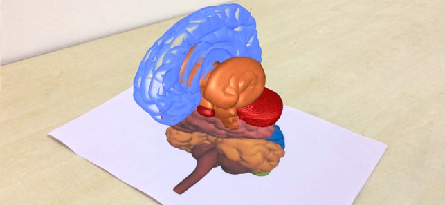 AR Human brain(圖5)-速報App