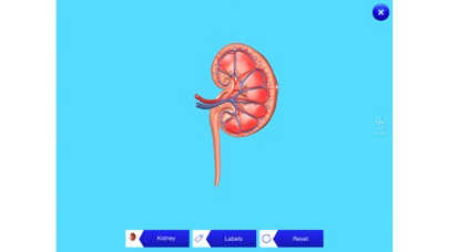 Kidney AR screenshot 3