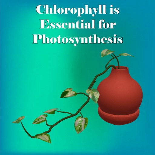 Plant needs Chlorophyll