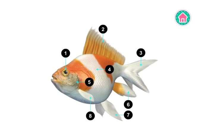 PicDic - Animals Eng-Chinese