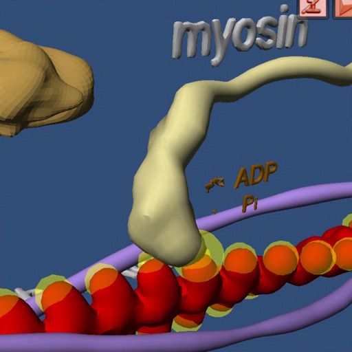 Muscle and Molecular Motors icon