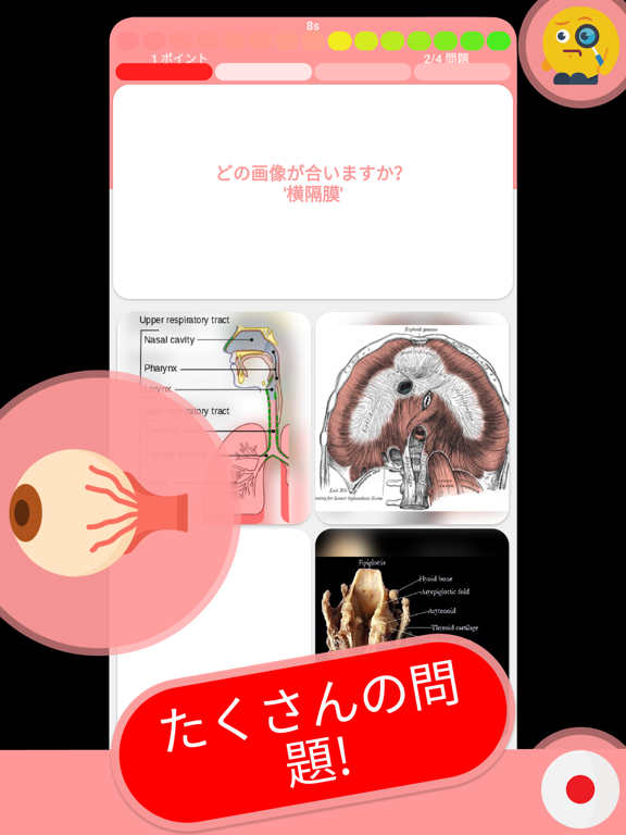 解剖学 & 骨格 クイズ 日本ののおすすめ画像10