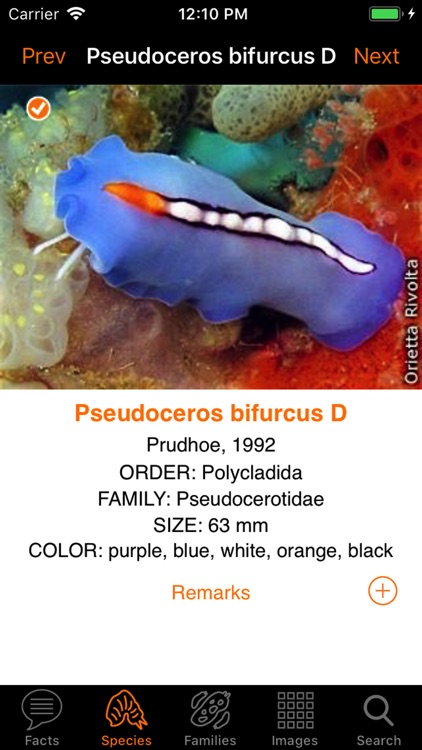 Marine Flatworms ID screenshot-3