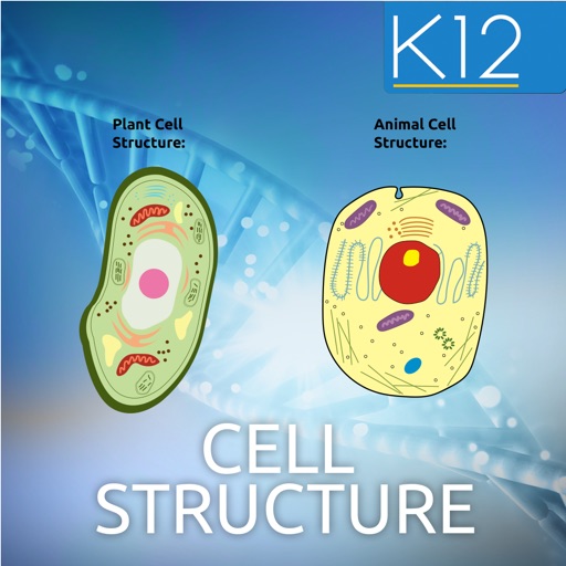 Biology Cell Structure by 