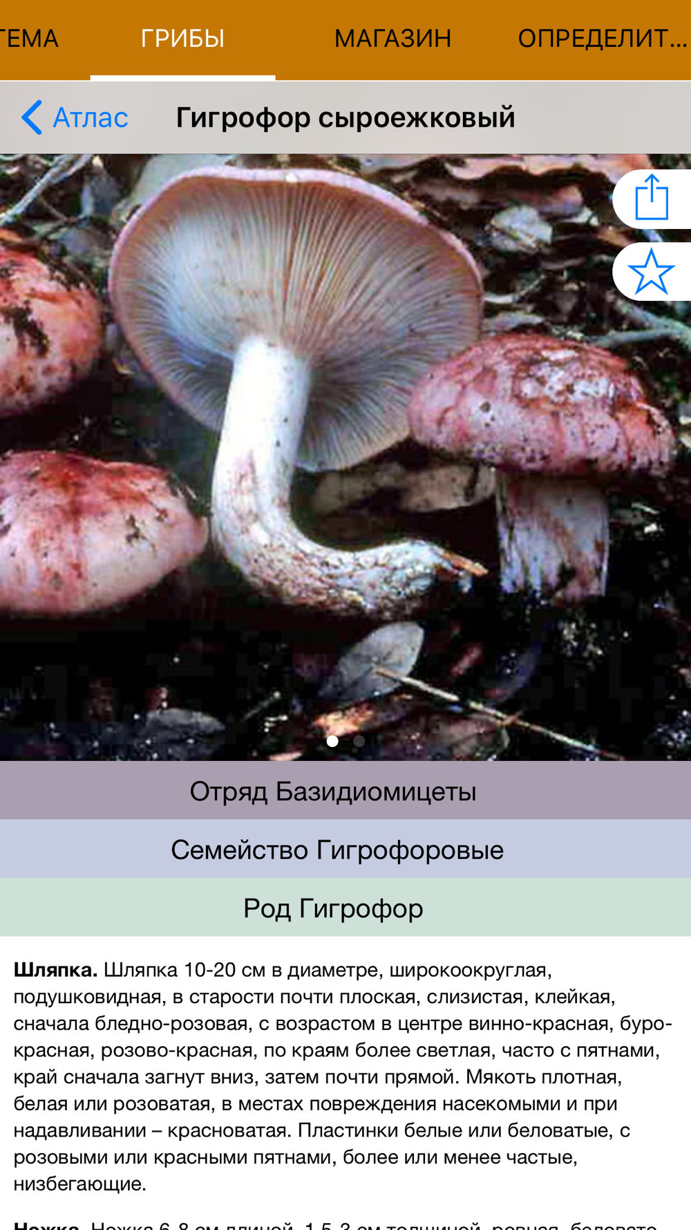 определение грибов по фото с названием