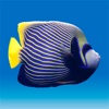 Fishies - iPhoneアプリ