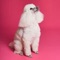 The “Poodle Sounds & Dog Sounds
