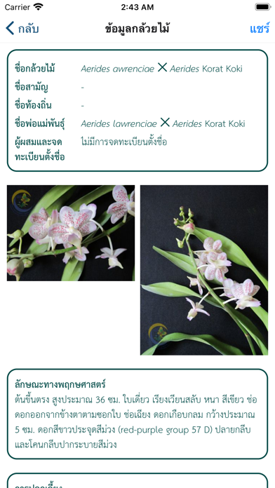 Orchid Hybrids กล้วยไม้ลูกผสม screenshot 3