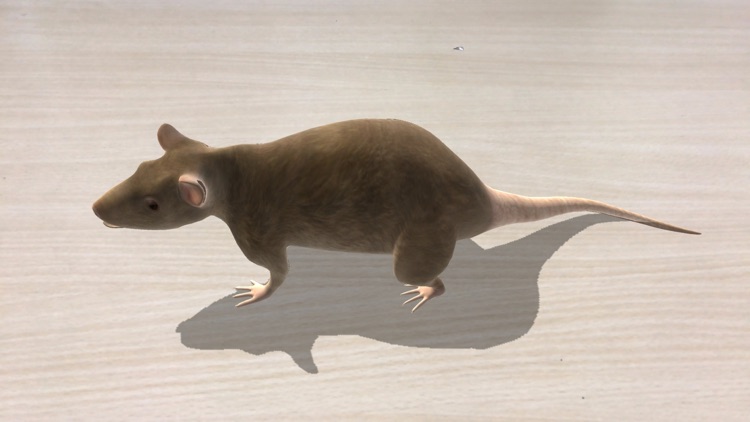 Rattus AR