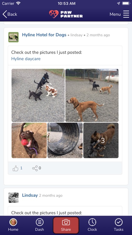 hyline dog hotel