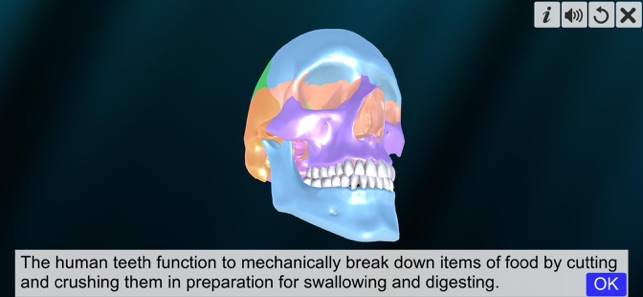 Incredible Human Teeth