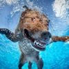 Icon Dog Swimming Race
