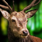 Deer Sniper Hunting Game 2020