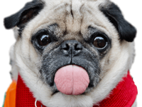Real Pug Stickers