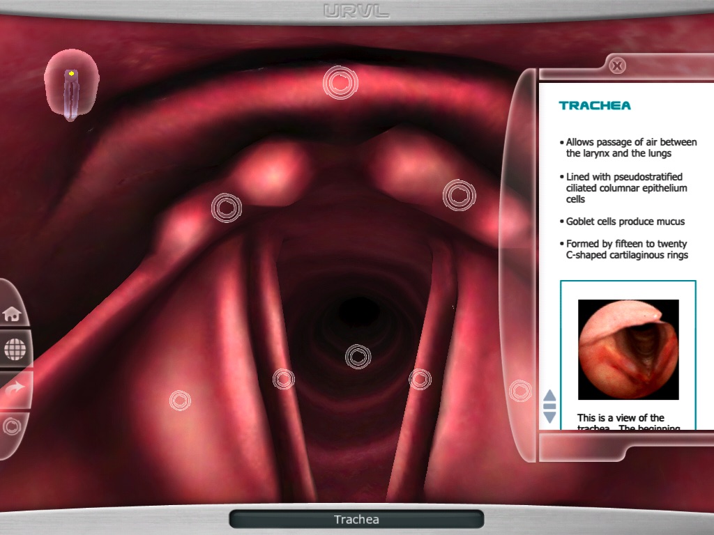 Upper Respiratory Virtual Lab screenshot 3