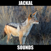 Jackal Sounds Effects - Scott Dawson