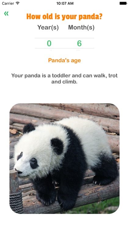 Panda Years - Age of Pandas