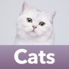 Icon Cat Breeds Guess The Cats Quiz