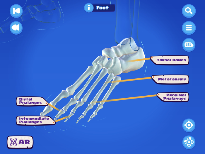 U.S. Army STARS Anatomy