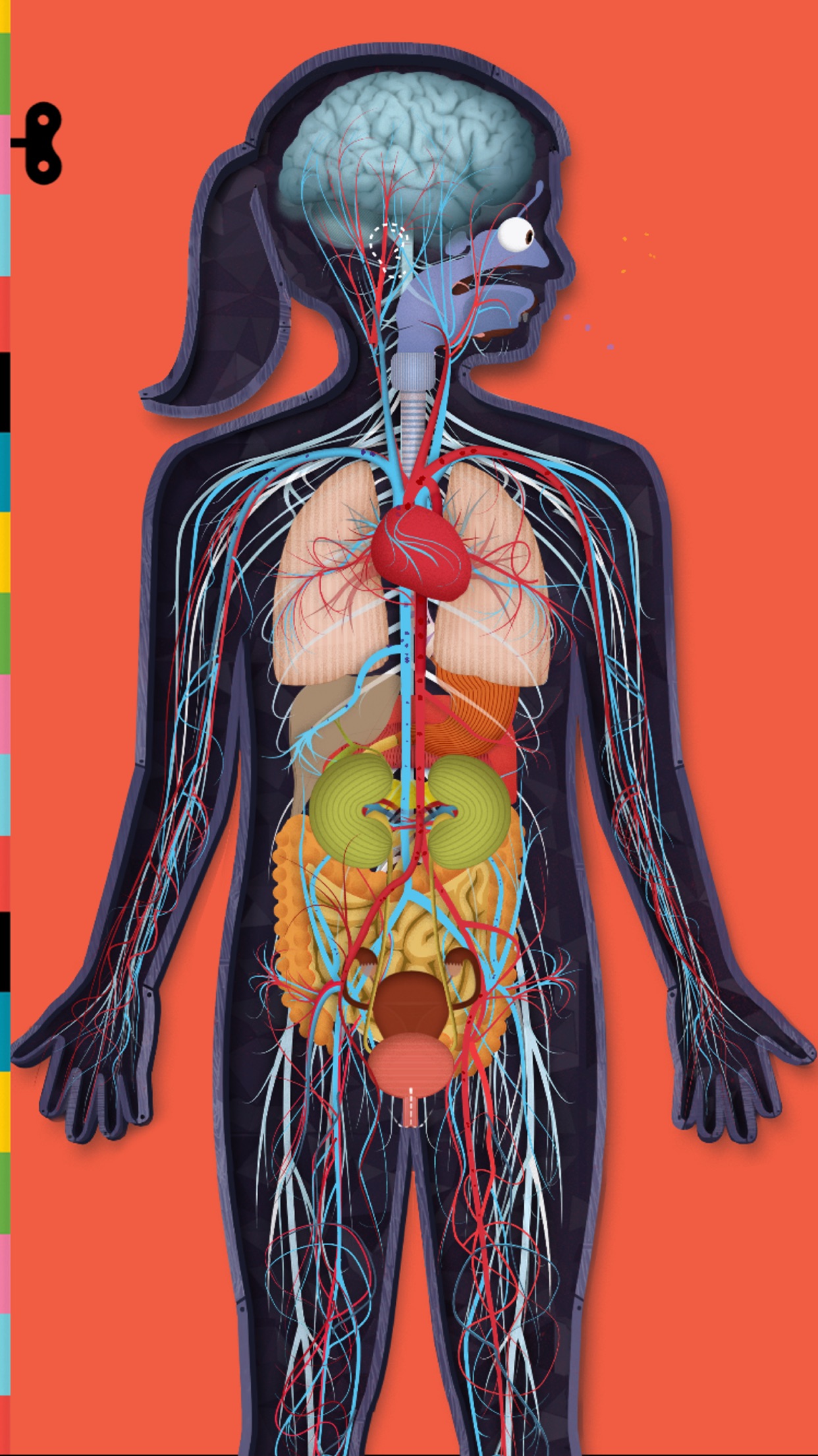 Screenshot do app O Corpo Humano por Tinybop