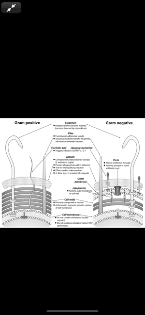 Deja Review Microbio/Immun. 3E(圖6)-速報App