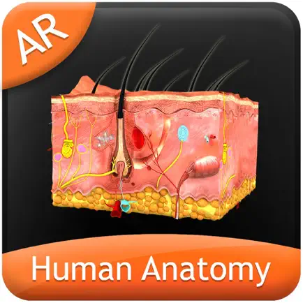 Human Anatomy - Integumentary Читы