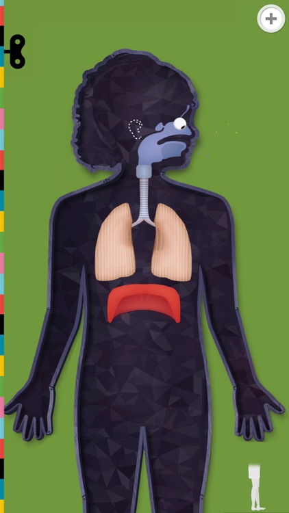 The Human Body Lite screenshot-3