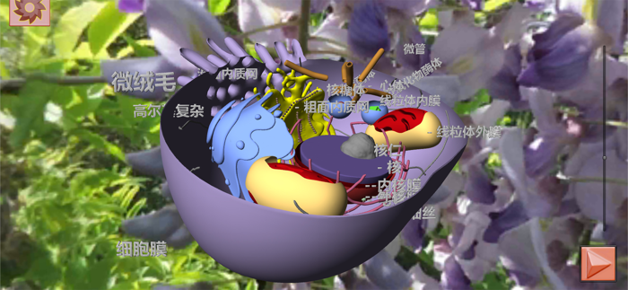 3D细胞结构（动物，植物，原核生物