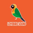 Suara Burung Lovebird