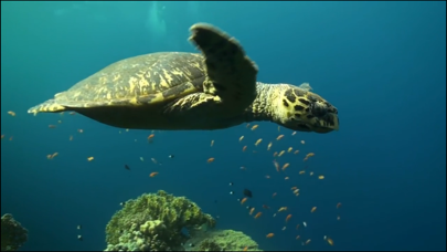 Video Touch - Sea Life Screenshot 4