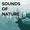 Danila Anisimov - Nature Sounds for Relax アートワーク
