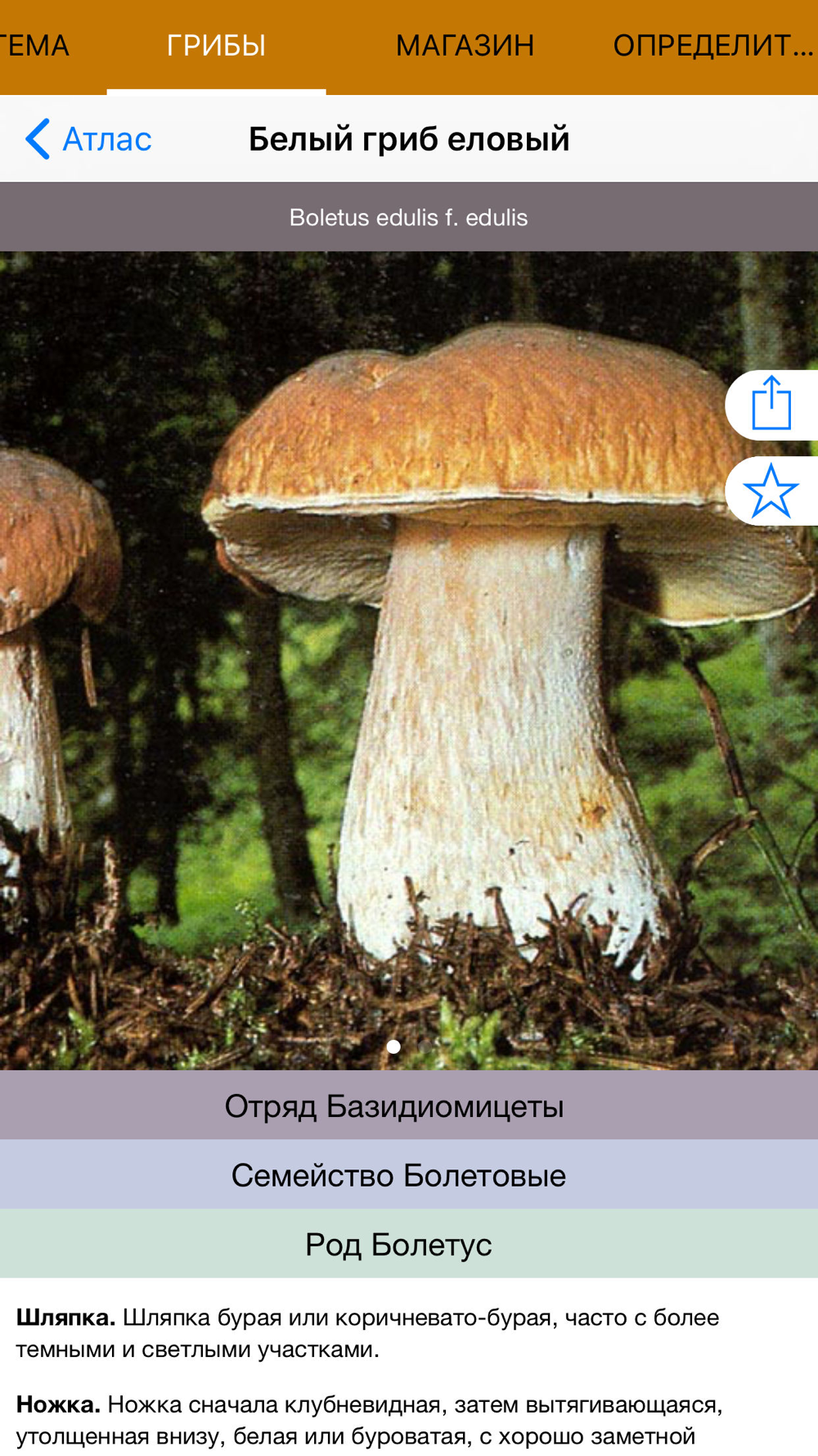 Fungus перевод. Типа грибы. Грибы Подмосковья определитель.