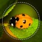 Icon Insect identifier by photo