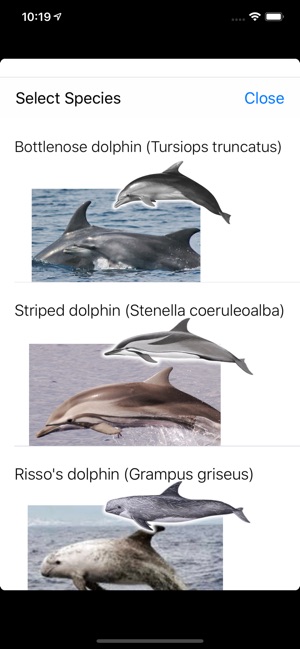 CROdolphin_little(圖2)-速報App