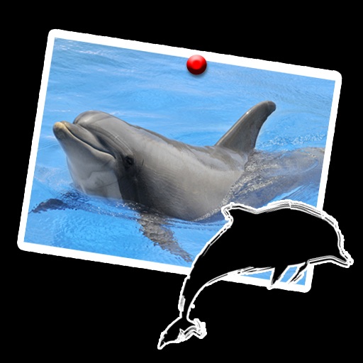 Dolphin wonderful icon