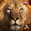 Safari: I-Pro