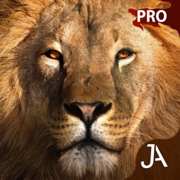 Safari: I-Pro