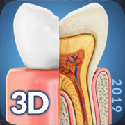 My Dental Anatomy