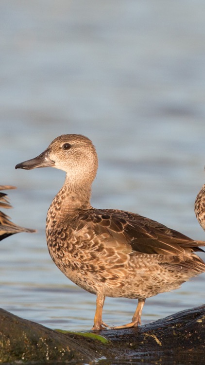Merlin Bird ID by Cornell Lab