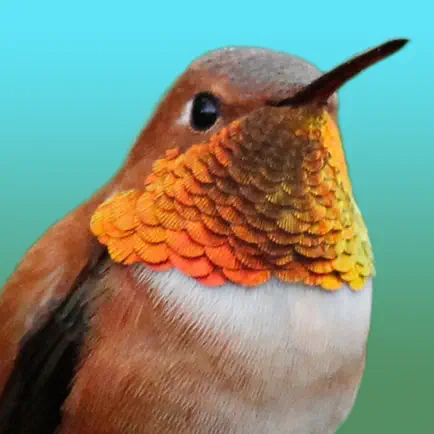 Hummingbirds - Large (Retina) Читы