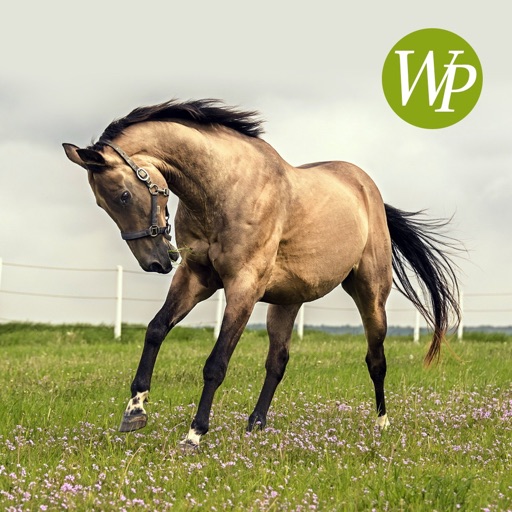 HD Horse Wallpapers icon