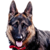 German Shepard Dog Sounds! pour PC