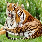 Animals Jigsaw Puzzle Tiger