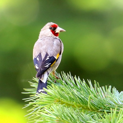 bird-song-photo-identification-by-ecosystema