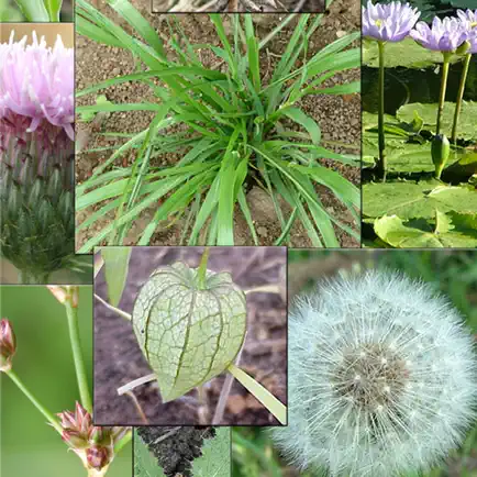 Weeds of South East QLD Cheats