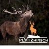 Platzhirsch Saas-Grund Saastal